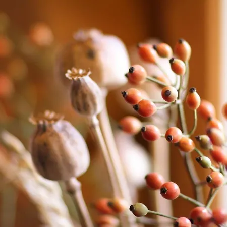 Wijngaard Saalhof 3* Wognum