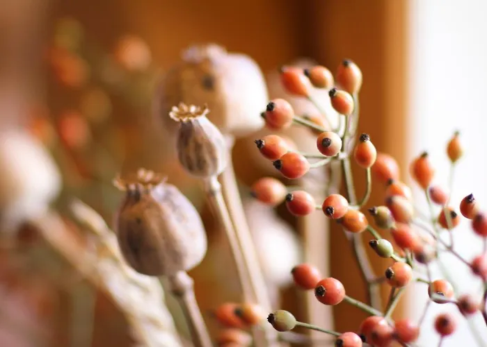 Wijngaard Saalhof 3* Wognum